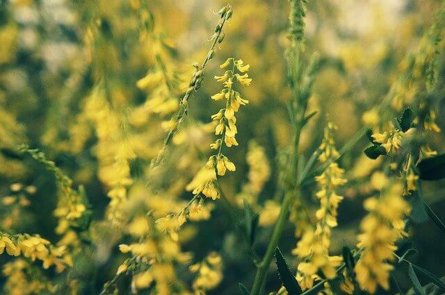 flowers-6585067_640 (2).jpg
